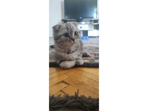 4 aylık scottish fold