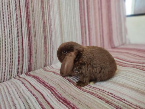 Cüce lop miniatur lop cüce tavşan çiftliği alanya