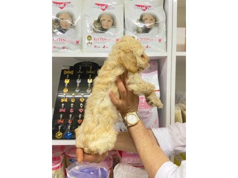 Irk ve sağlık garanti orjinal maltipoo bebeğimiz
