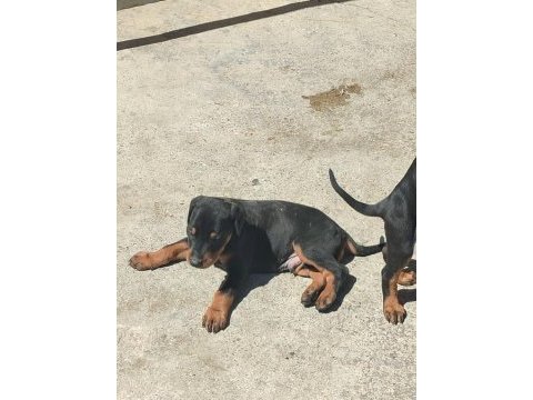 Yüksek zeka ve koruma, doberman yavruları burada!