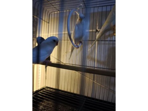 Ev üretimi hobi muhabbet kuşu yavruları