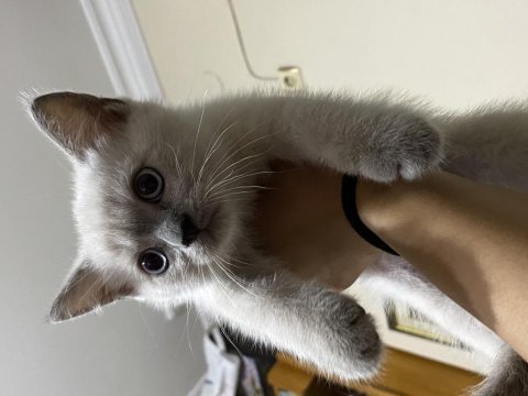 Blue point british shorthair