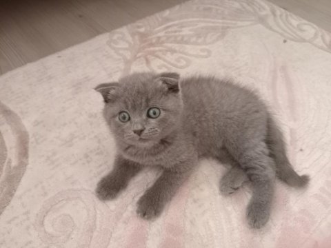 Orijinal british shorthair yavrular
