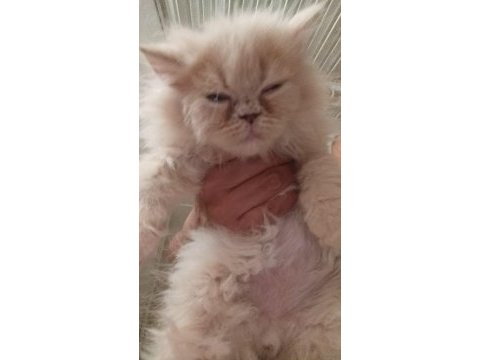 Bakmadan geçmeyin yavru kedilerimize