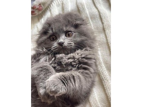A++ a62 orjinal british longhair yavrular