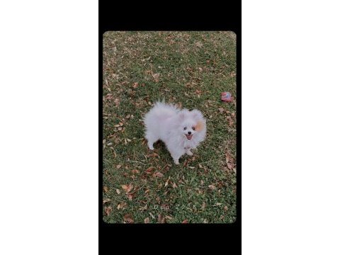 Pomeranian kızıma eş arıyorum izmir içi