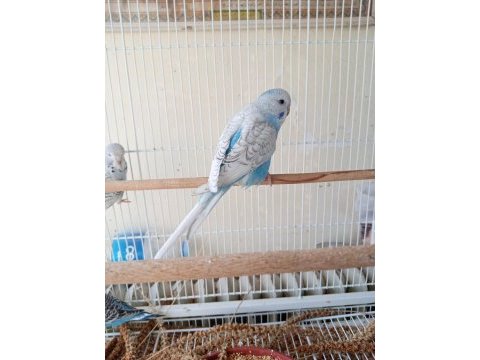Jumbo şov muhabbet kuşu yavrular