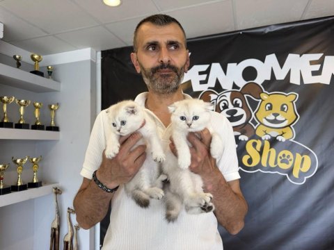 Top kafa scottısh fold yavruları fenomen pet shop