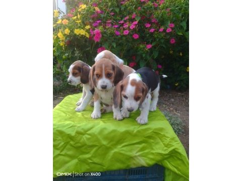Uygun beagle yavruları