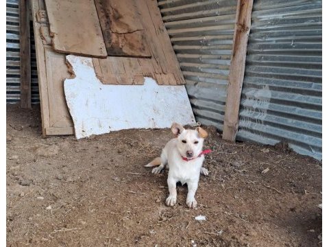 Rus finosu kırması 11 aylık dişi