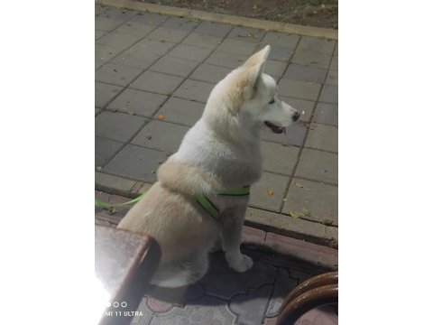 Safkan dişi husky köpeği