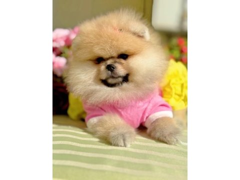 Bal gibi dışı pomeranian boo