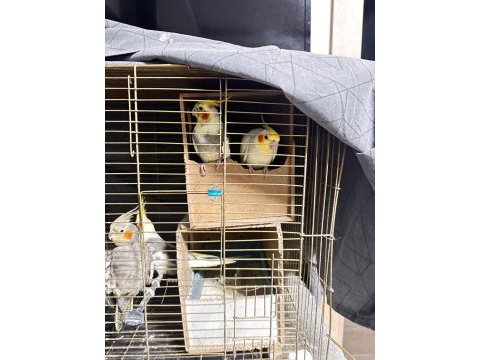 Yavru erkek dişi çift sultan papağanı