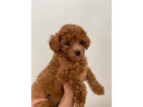 A kalite toy poodle yavrularımız yeni yuvasını arıyor
