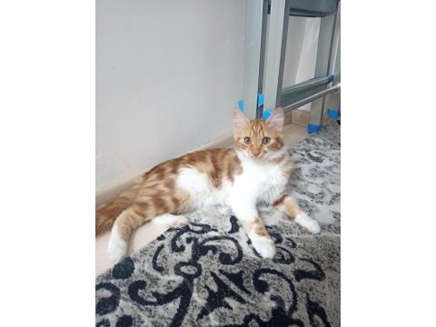 3 tane yavru kedimiz