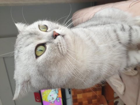 2 yaşında british shorthair