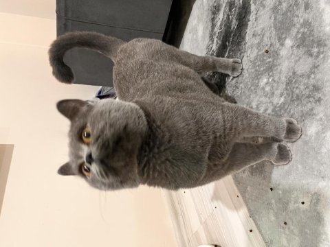 Oyuncu temas bağımlısı british shorthair