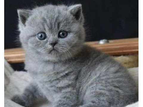Yeni yuvasına hazır yavru british shorthair