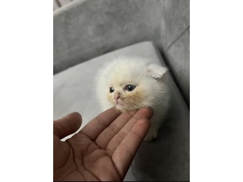 Sevimli scottish fold dostum