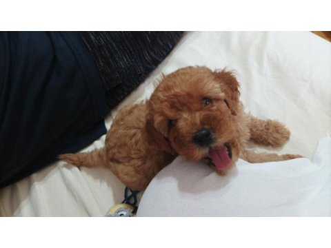2,5 aylık dişi toy poodle