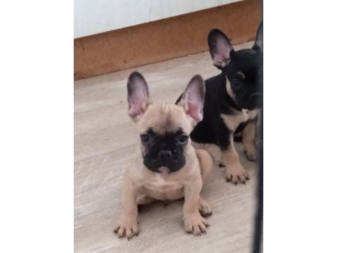 French bulldog 2 erkek