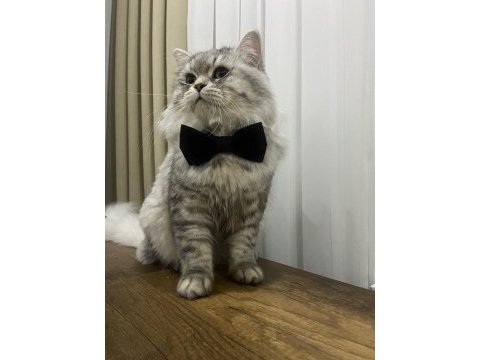 1.5 yaşında kısır british longhair