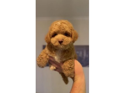 Toy poodle yavru köpeğimiz