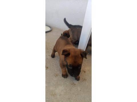 Orjinal saf belçika malinois deli bunlar