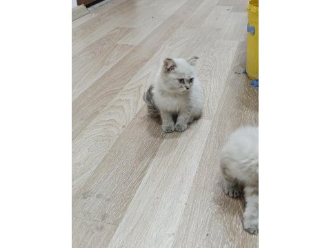 Scottish fold 2,5 aylık