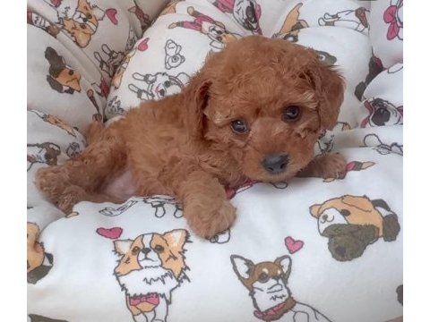 Toy poodle köpeği izmir