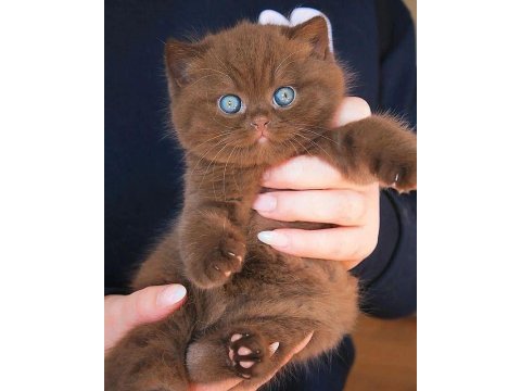 Nadir bulunan cinnamon british shorthair