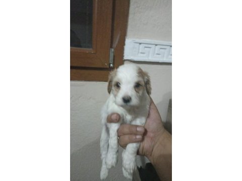 Uygun fiyat köpeğimiz