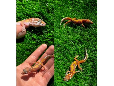 Leopard geckolar