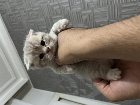 Minik scottish fold bebeklerim