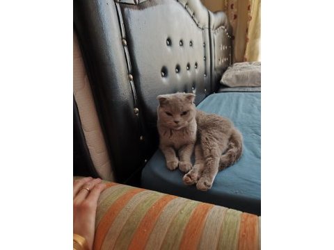 Scottish fold dişi 1 yaşında kızımız kısır değil