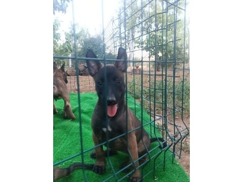 Eyüp doğan aksiyon şila malinois yavruları