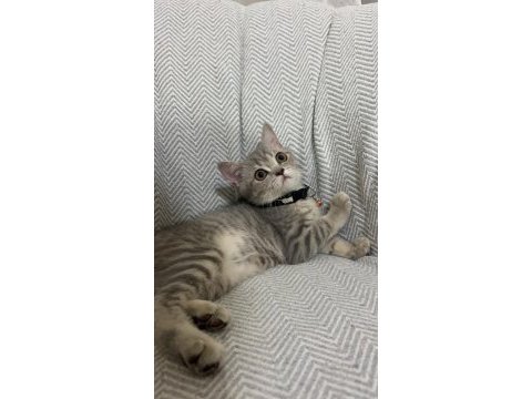 3 aylık yavru dişi british shorthair