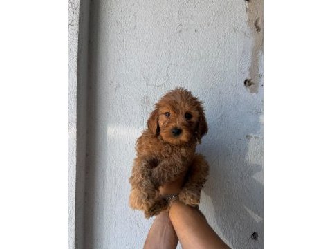 Maltipoo kalite yavrular ırk sağlık garantili