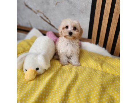 Sevimli maltipoo  yavrularımız 