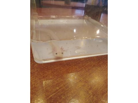 Bebek axolotl sağlıklı ve keyifli