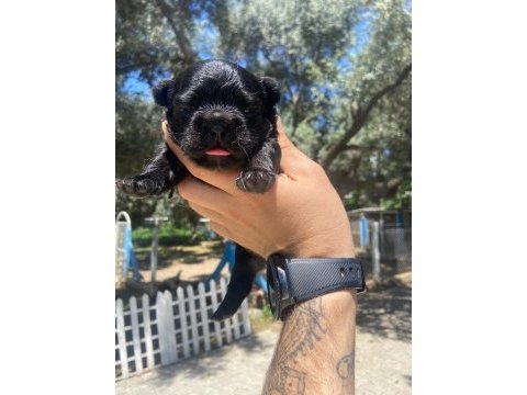 Dişi ve erkek her renkte mevcut french bulldog yavrularım