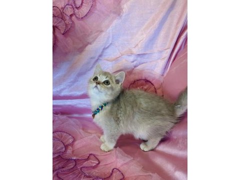 Golden british shorthair yavrular