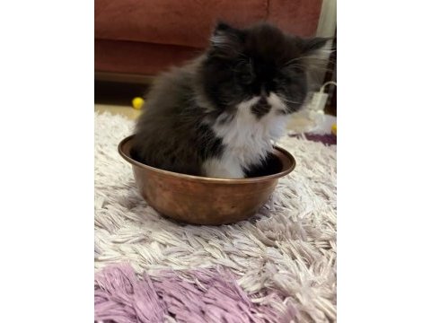 Safkan iran persian yavrular