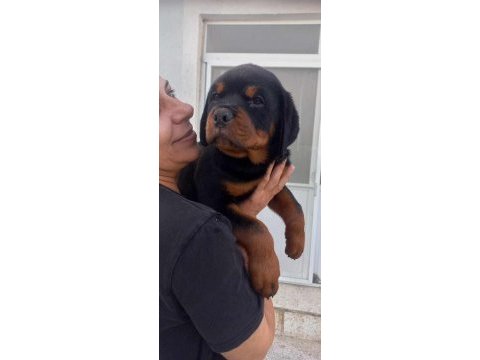 A şecere türkiye grand şampiyonu rottweiler yavruları