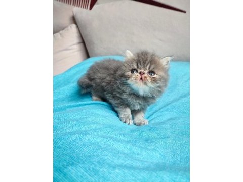 Chinchilla kedisi oğlanım