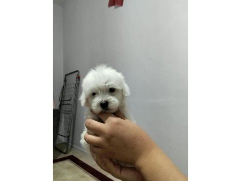 3 pamuk şeker köpeğimiz