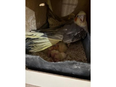 Kuluçka makinesi gibi yavrulu pied takım sultan