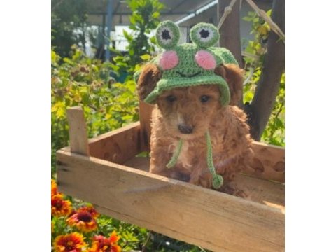 Saf kan aşılı bebek gibi poodle yavrular uygun