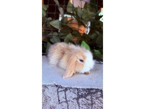 Orjıbal hollanda teddy lop tavşan yavrular