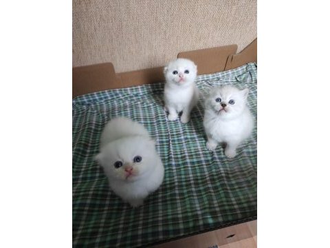 Baba scottish fold anne british longhair
